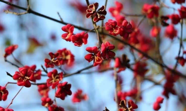 spindle shrub red-blossom