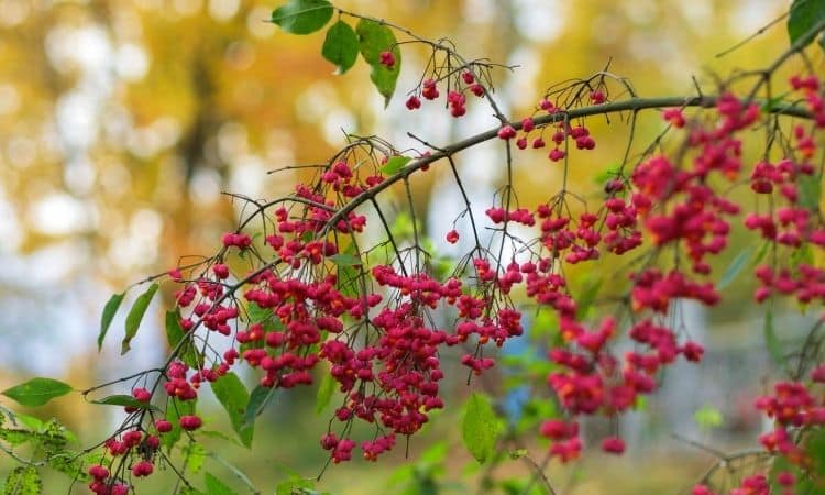 spindle tree with red and yellow berries
