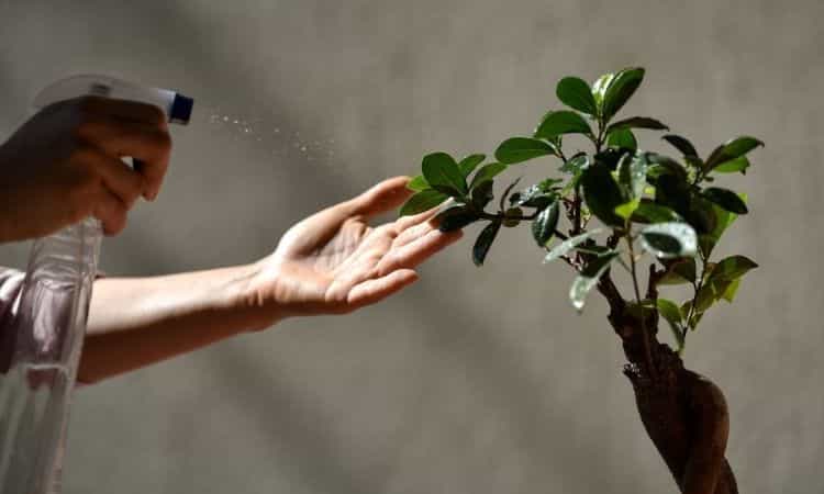 spraying water over a little bonsai tree