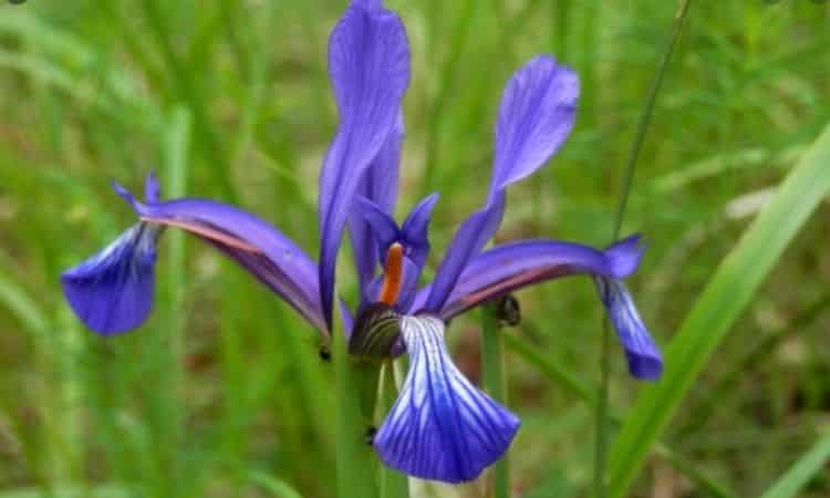stepe iris