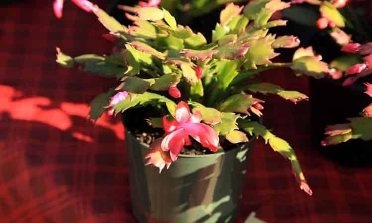 the cutting of the Christmas cactus