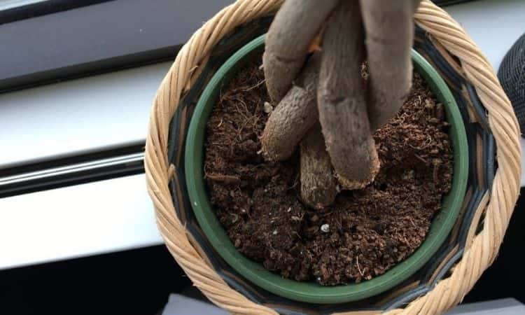 trunk chestnut pot