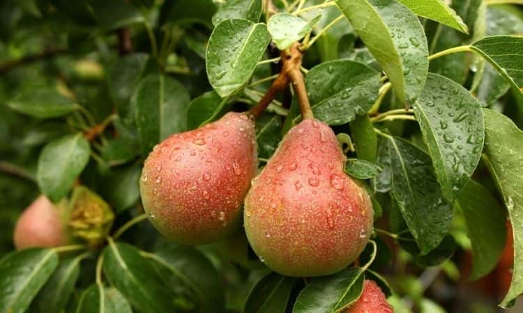 two red ripe pears on a branch
