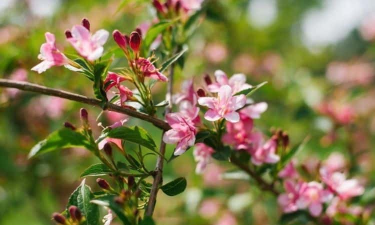 weigelia-florida pink-blooms-fruits