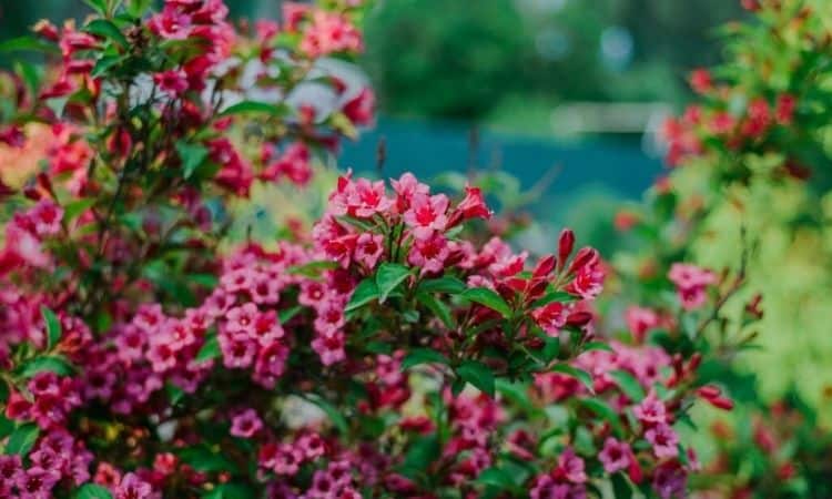weigelia-florida-red-blossom