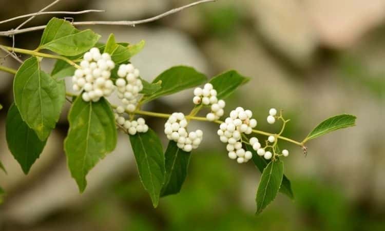 white beautyberry branch with fruit