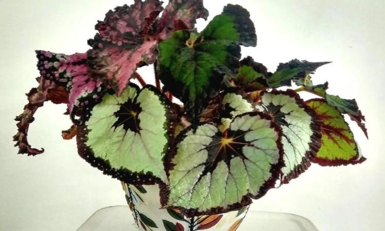 White Ice Begonia: Professional Tips For Planting And Caring For The Evergreen Plants