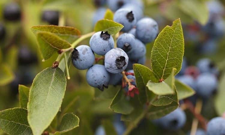 wild blueberries bush