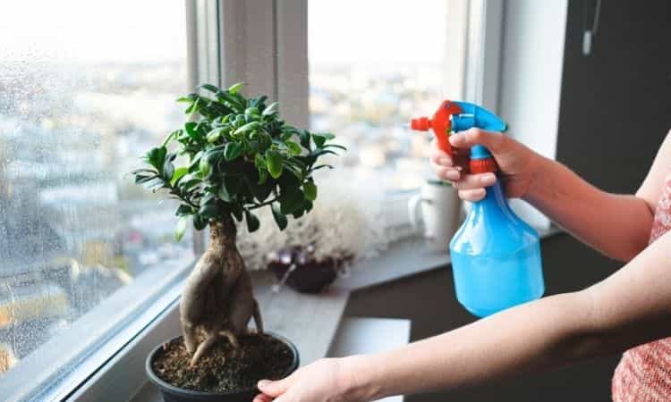 woman watering bonsai