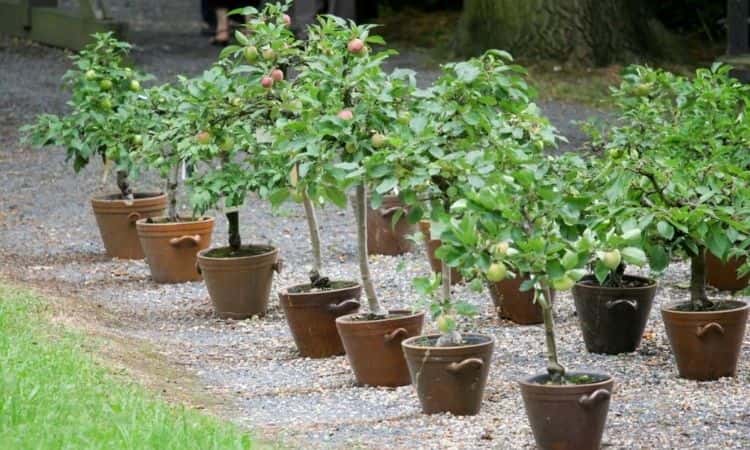 young apple trees in large pots