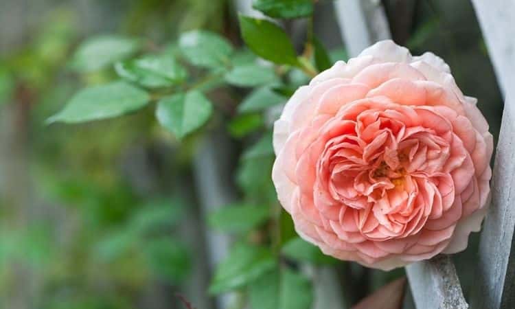 Abraham Darby english rose