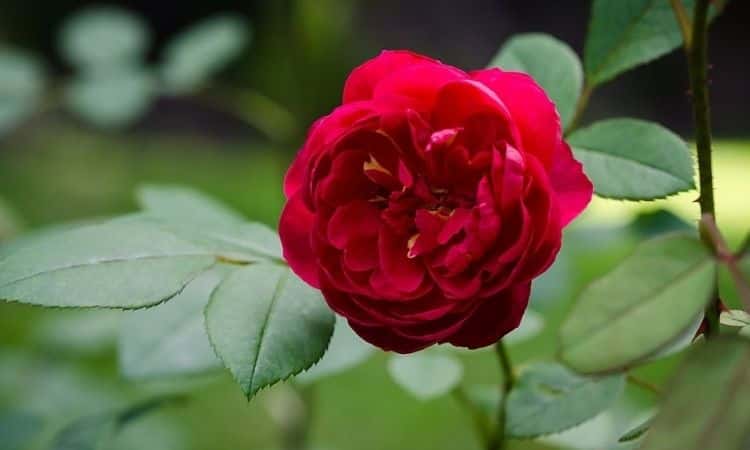 Benjamin Britten rose