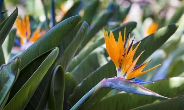 Bird of paradise plant