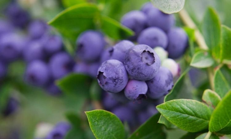 Blueberry-near
