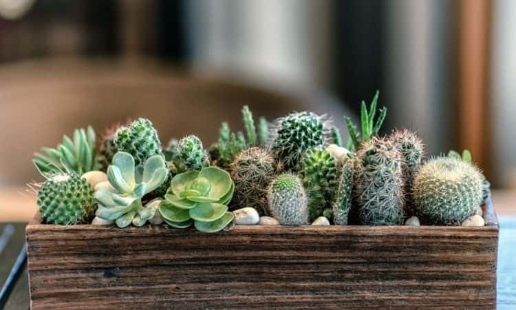 Cacti And Succulents Care: The 5 Best Tips