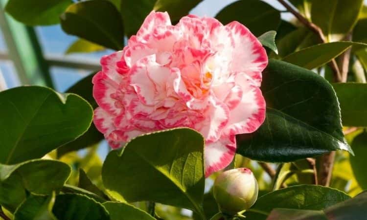 Camellia japonica white-pink flower
