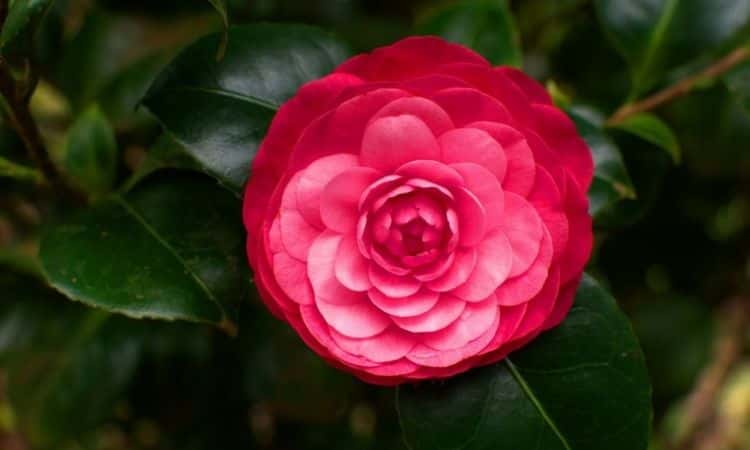 Camellia pink flower