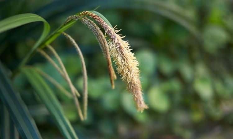 Carex pendula plant