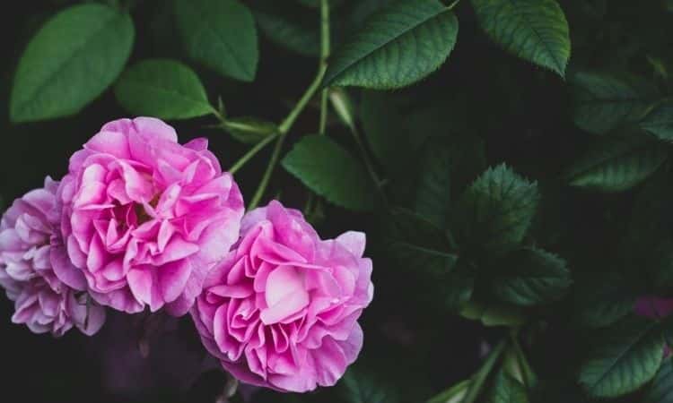 Charles Rennie Mackintosh rose