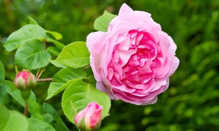 Constance Spry rose
