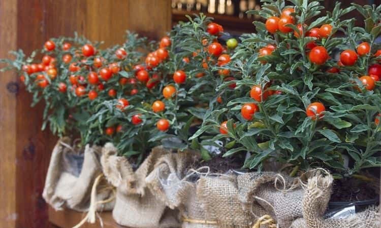 Madeira Winter Cherry (Solanum Pseudocapsicum): Care And Properties