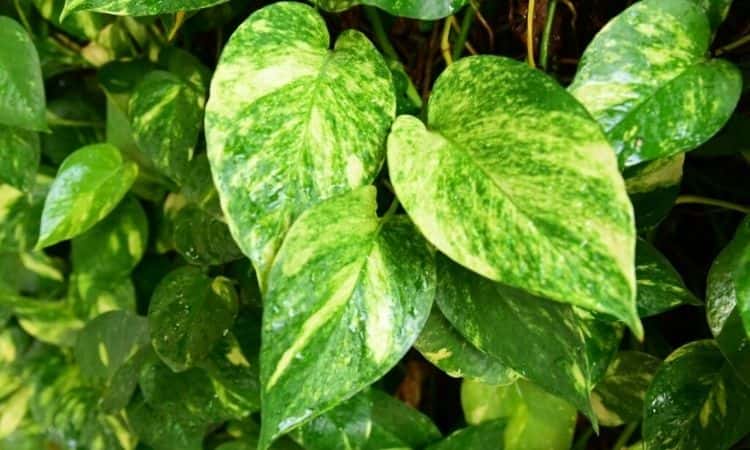 Devil's Ivy-Green-White