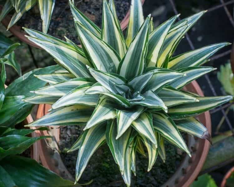 Dracaena-reflexis-in-the-pot from above