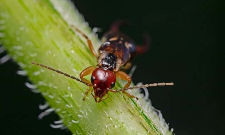 Earwigs on the green plant
