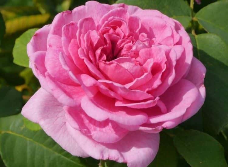 English Rose Gertrude Jekyll