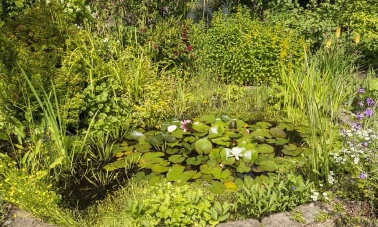 Garden-pond-in-summer