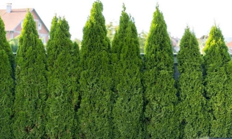 Green hedge of cypress