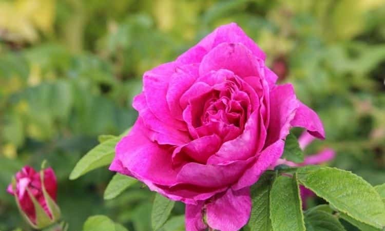 Hansa-pink-rose