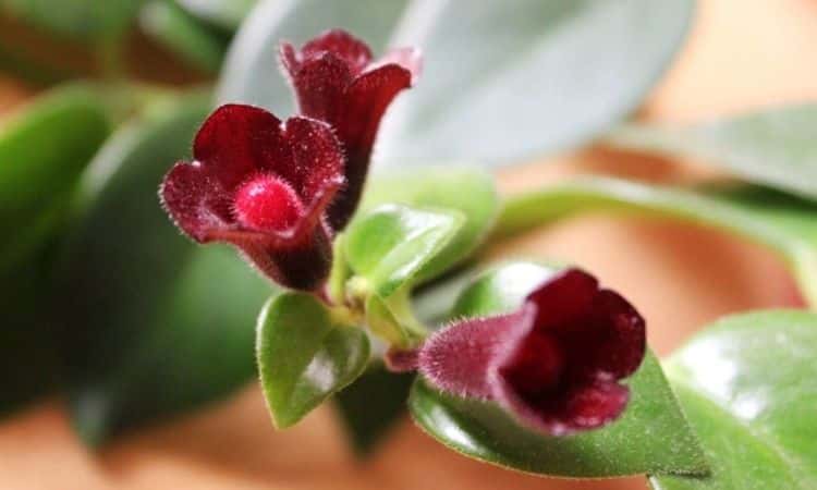 Lipstick Plant red flower with green leaves