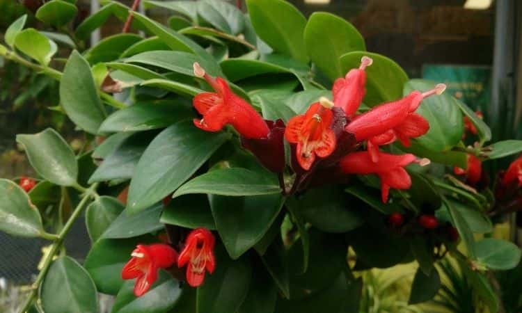 Aeschynanthus (Lipstick Plant) – Care Instructions And Propagation