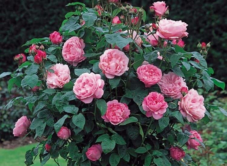 Mary Rose bush
