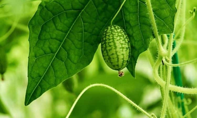 Mexican Mini Cucumber: Tips And Tricks For Planting Cucamelon