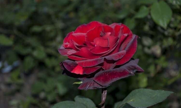 Noble Rose Barkarole