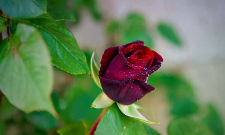 Noble Rose Black Baccara