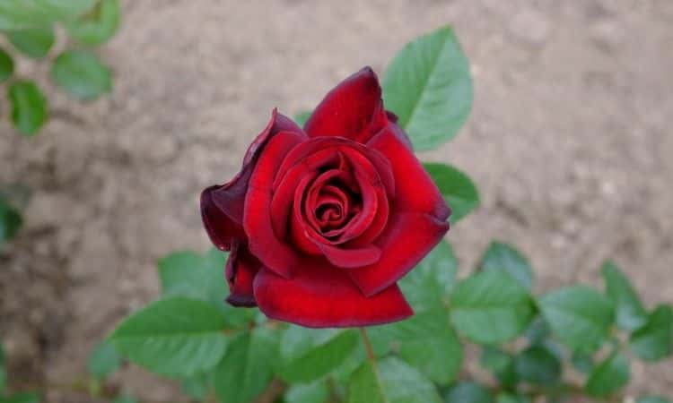 Noble Rose Black Madonna
