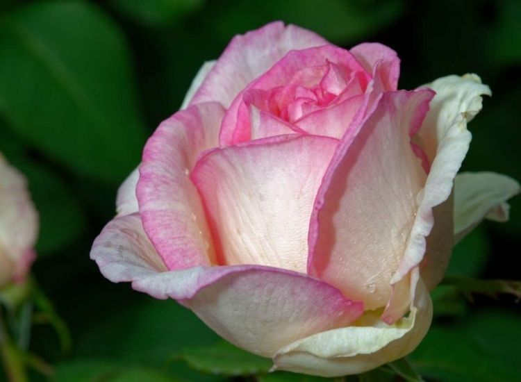 Noble Rose Souvenir de Baden-Baden