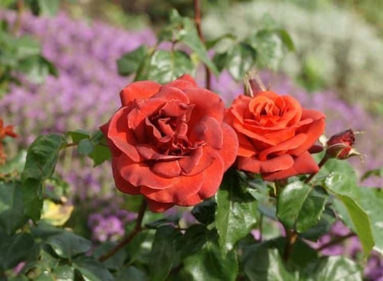 Noble Rose Terracotta