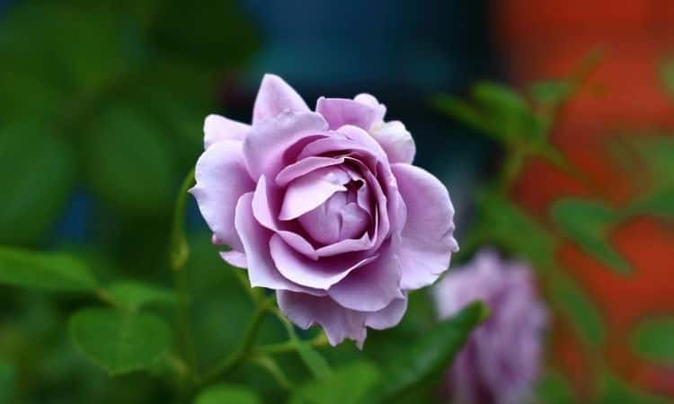 Novalis roses flower