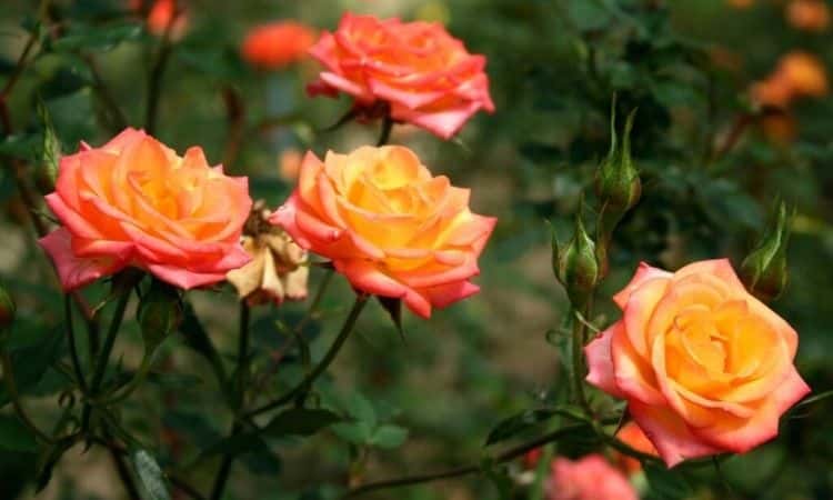 Orange-Rose