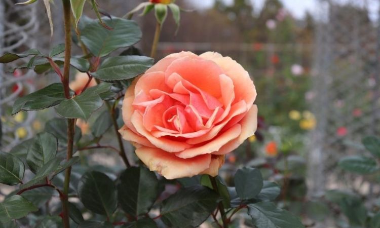 Orange-rose-ashram