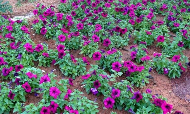 How To Propagate Petunias From Seed Or By Cuttings?