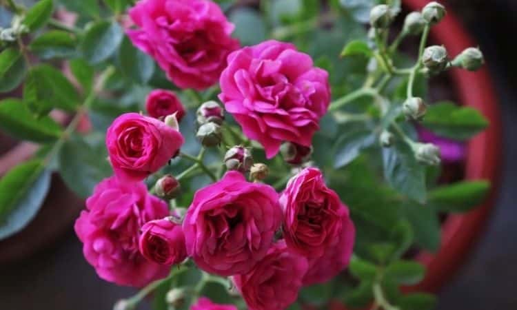 Pinke-Roses-bloom flower