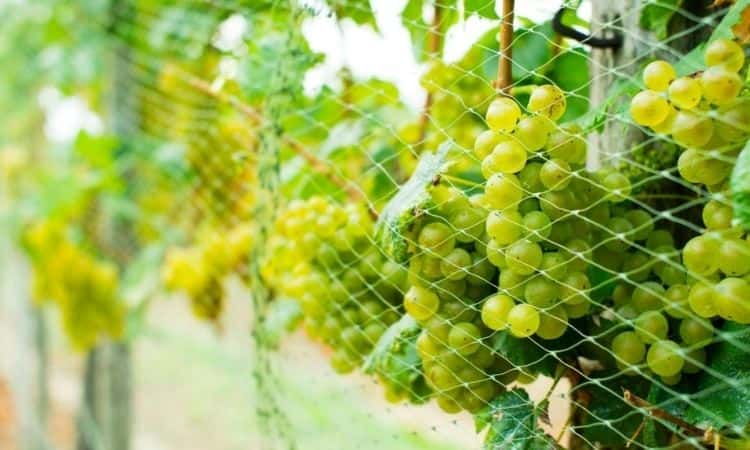 How To Protect Grapes From Birds And Wasps?