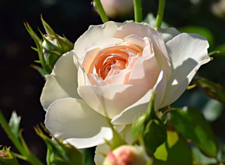 Rose Pastella
