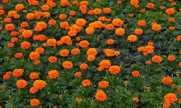 Tagetes orange flowers