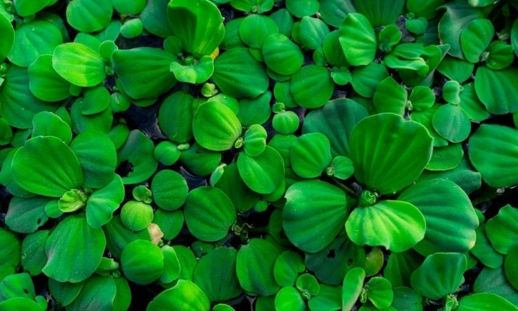 The floating fern (Salvinia natans)
